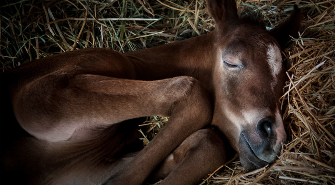 a sleeping horse foal